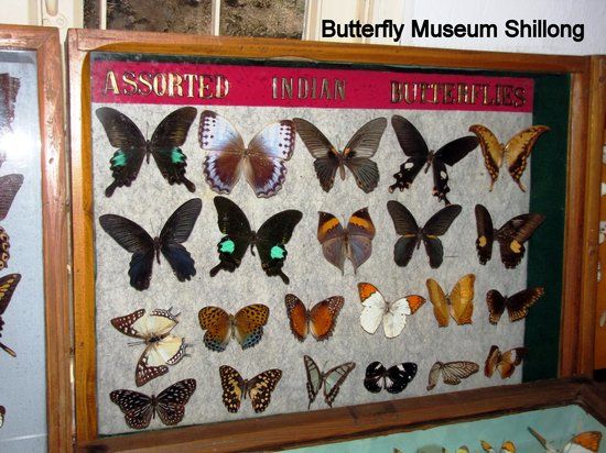Wankhar Entomology Museum